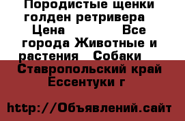 Породистые щенки голден ретривера › Цена ­ 25 000 - Все города Животные и растения » Собаки   . Ставропольский край,Ессентуки г.